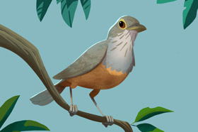 Sabiá (<em>Turdus rufiventris</em>)