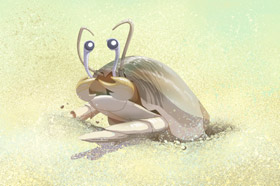 Tatuí (<em>Emerita brasiliensis</em>)
