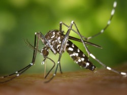 Seis criadouros mais comuns do mosquito <em>Aedes</em>
