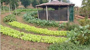 Agricultura familiar na alimentação escolar