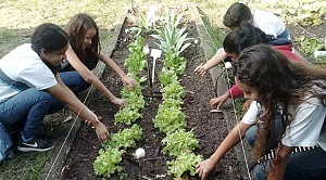Educação alimentar e nutricional no currículo escolar