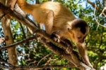 10 espécies animais ameaçadas de extinção no Brasil