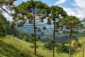 Árvores brasileiras em risco de extinção