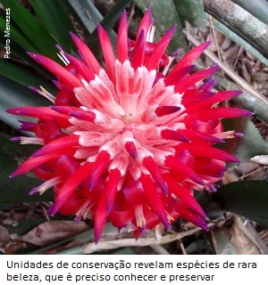 TT flor