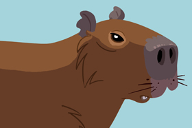 Capivara (<em>Hidrochaeris hidrochaeris</em>)