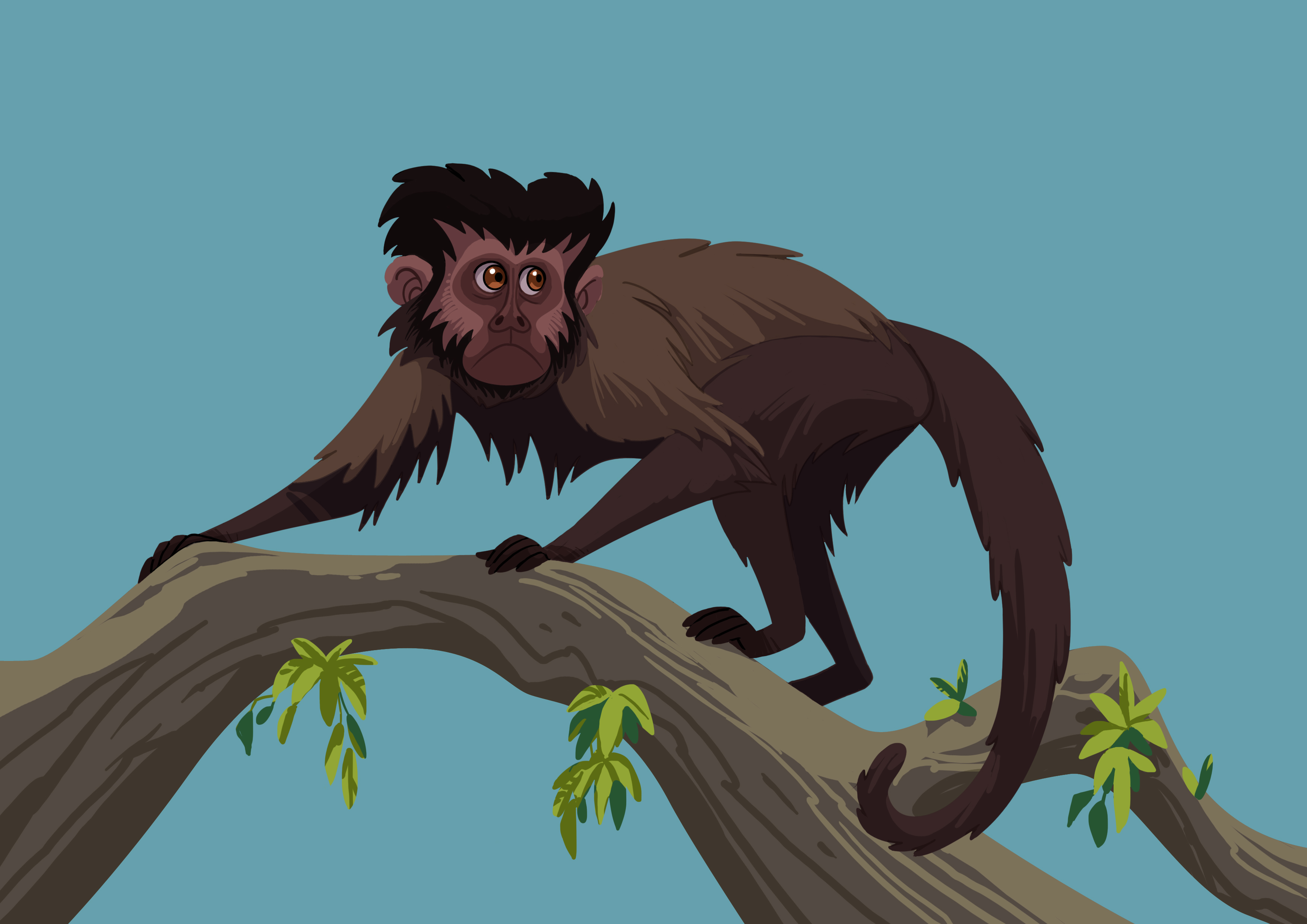 Desenho de Macaco-prego pintado e colorido por Usuário não registrado o dia  15 de Maio do 2016