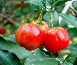 sis acerola