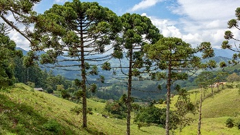 Arv araucaria 350 WebystherNunes wiki