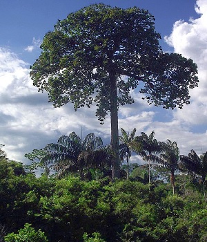 Árvore que dá origem ao xarope de ácer enfrenta risco de extinção